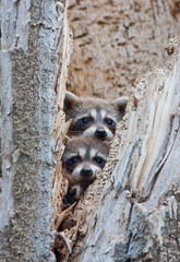 Wyoming, Lincoln County, Raccoon young looking out cavity in snag.