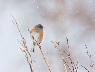 Wyoming, Sublette County, Dark-eyed Junco perched on branch in snowstorm.