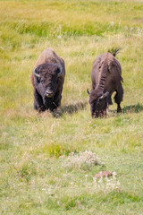 USA, Wyoming, Yellowstone National Park. Two buffalos in grassy field. 