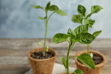 Vegetable seedlings in peat pots on wooden table against blue background. Space for text