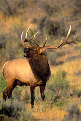 Naklejka na ściany i meble USA, Wyoming, Yellowstone National Park. Wild elk bugling during mating season. 