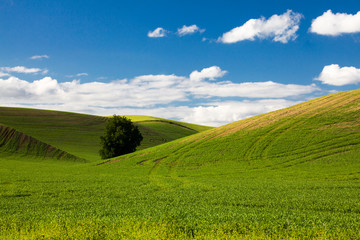USA, Washington State, Colfax, Rolling Wheat Fields with Lone Tree