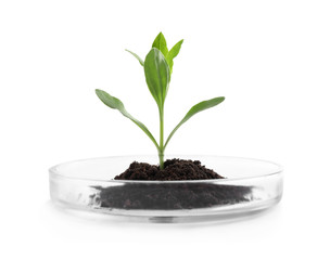 Green plant with soil in Petri dish isolated on white. Biological chemistry