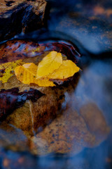Fototapeta na wymiar USA, West Virginia, Babcock State Park. Leaves floating on water. Credit as: Jay O'Brien / Jaynes Gallery / DanitaDelimont.com