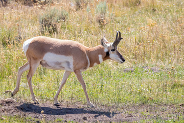 Naklejka na ściany i meble USA, Wyoming, Yellowstone National Park. Pronghorn antelope close-up. 