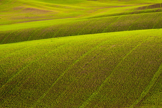 Rolling Hills of Peas