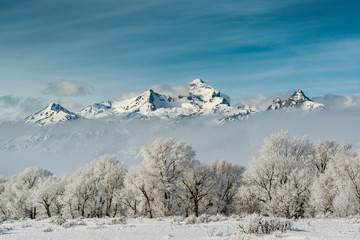 Rimed Cottonwoods and Tetons from Antelope Flats Road