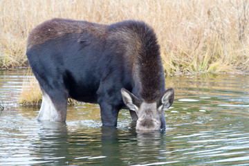 Wyoming, Sublette County, Cow moose feeding on bottom of pond.