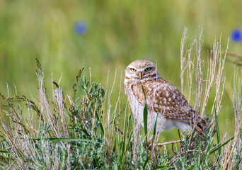 USA, Wyoming, Sublette County. Male Burrowing Owl perching in a sagebrush