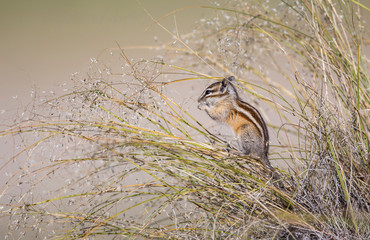USA, Wyoming, Sublette County, Least Chipmunk eating grass seed heads while sitting on grass stems