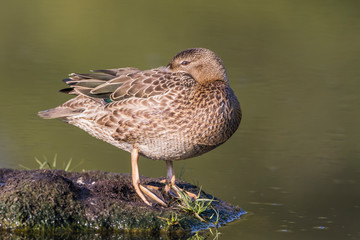 Fototapeta premium USA, Wyoming, Sublette County, Cinnamon Teal rests on a mud flat in a small pond.