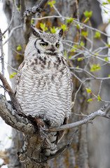 USA, Wyoming, Sublette County. Great Horned Owl sits on a cottonwood tree branch in springtime.
