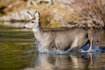 USA, Wyoming, Sublette County, Mule Deer doe crossing river during fall migration