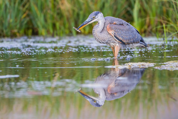 USA, Wyoming, Sublette County, young Great Blue Heron catches a small fish in a pond.