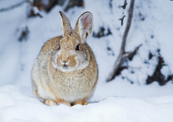Wyoming, Sublette County, Nuttall's Cottontail Rabbit in snow.