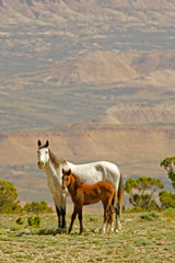 USA, Wyoming, Carbon County. Wild horse mare and colt. Credit as: Cathy & Gordon Illg / Jaynes Gallery / DanitaDelimont.com