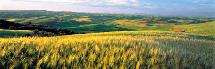 USA, Washington State, Colfax. Barley fields cover much of the rolling hills of the Palouse region...