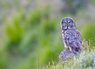 Wyoming, Yellowstone National Park, Great Gray Owl hunting from rock.