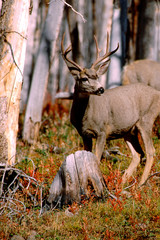 North America, USA, Wyoming, Yellowstone National Park. Young male mule deer. WILD: Odocoileus Hemionus