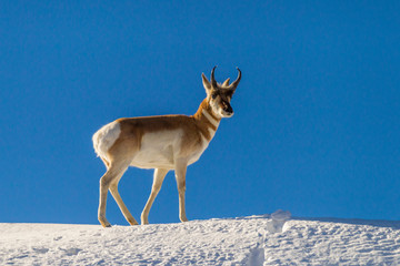 USA, Wyoming, Paradise Valley. Pronghorn antelope standing on hill. Credit as: Cathy & Gordon Illg...