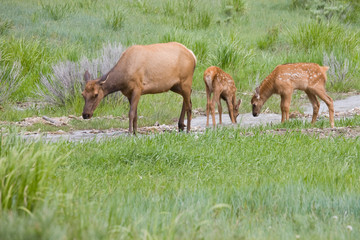 WY, Yellowstone National Park, Elk calves and mother