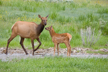 Naklejka na ściany i meble WY, Yellowstone National Park, Elk calf and mother
