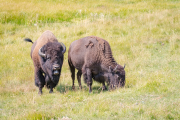 USA, Wyoming, Yellowstone National Park. Two buffalos in grassy field. 