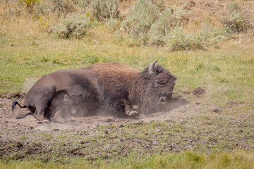 USA, Wyoming, Yellowstone National Park. Buffalo having dust bath. 