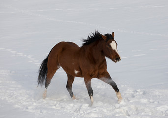 Hideout Ranch, Shell, Wyoming. Horse running through the snow. (PR)
