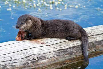 Wyoming, Yellowstone National Park, Northern River Otter pup on log in Trout Lake eating Cutthroat Trout.