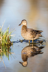 USA, Wyoming, Sublette County, Female Cinnamon Teal standing in pond with reflection in pond