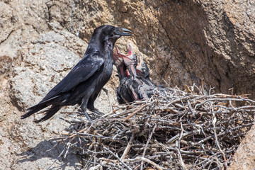 USA, Wyoming, Sublette County, Common Raven feeding cicadas to young begging in stick nest