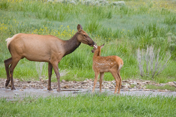 WY, Yellowstone National Park, Elk calf and mother