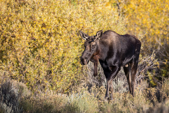 USA, Wyoming, Sublette County, Young bull moose walking amongst fall colors
