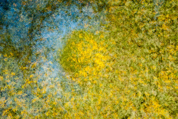 Yellow flowers group abstract