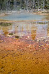 WY, Yellowstone National Park, Upper Geyser Basin, Colorful pool and bacterial mat