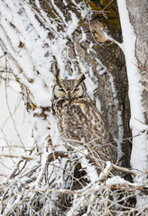 USA, Wyoming, Sublette County. Great Horned Owl perching in a Cottonwood tree after a spring snowstorm.