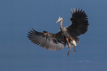 Great Blue Heron Alighting