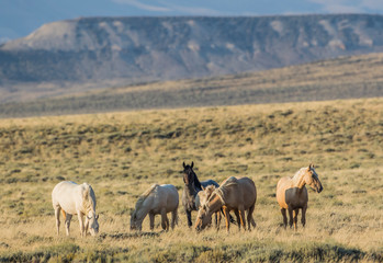 Obraz na płótnie Canvas USA, Wyoming, Sweetwater County, Red Desert, small band of wild horses grazing in the sagebrush