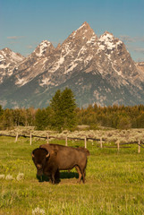 American Bison, Grand Teton National Park, Wyoming.