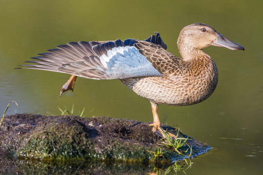 USA, Wyoming, Sublette County, Pinedale, female Cinnamon Teal stretches it's wing on a small island in a pond.