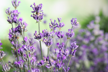 Beautiful tender lavender flowers on blurred background, closeup
