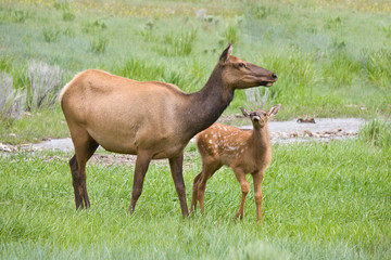 WY, Yellowstone National Park, Elk calf and mother