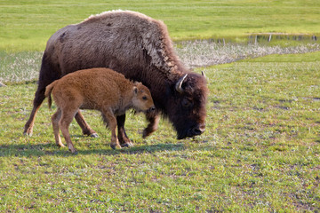WY, Yellowstone National Park, Bison calf with mother