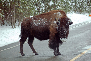 Wyoming. Bison in Yellowstone National Park