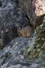 USA, Wyoming. American Pika (Ochotona princeps) on a talus slope gathering grasses for hay pile in Bridger National Forest.