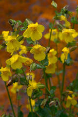 USA, Wyoming. Common Monkey Flower (Mimulus guttatus), Bridger National Forest