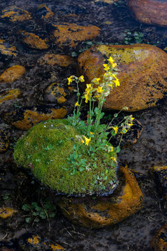 USA, Wyoming. Common Monkey Flower (Mimulus guttatus) growing on moss covered rock in stream, Bridger National Forest