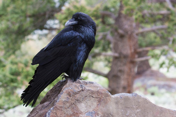 Raven
