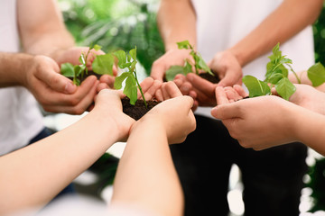 Group of volunteers holding soil with sprouts in hands outdoors, closeup